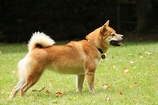 Shiba Inu food guide India