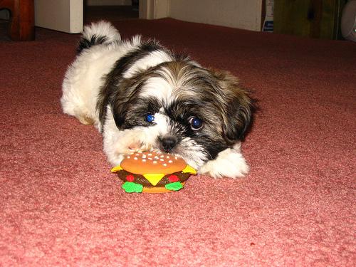 Shih Tzu food guide India