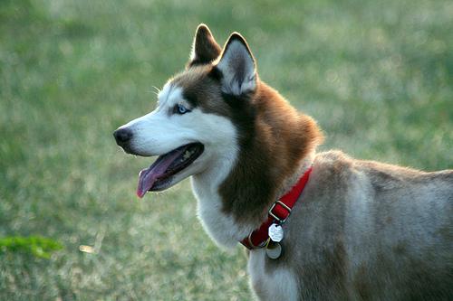 Siberian Husky food guide India