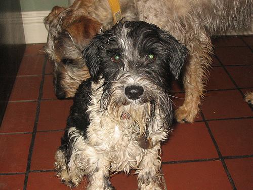 Standard Schnauzer food guide India