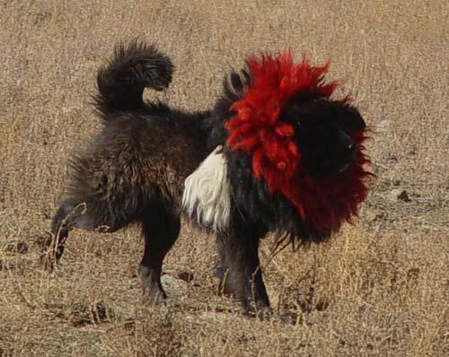 Tibetan Mastiff food guide India