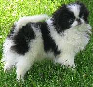 Tibetan Spaniel food guide India