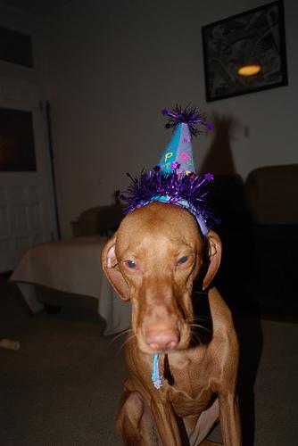 Vizsla food guide India