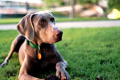 Weimaraner food guide India