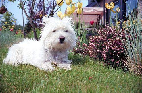 West Highland White Terrier food guide India