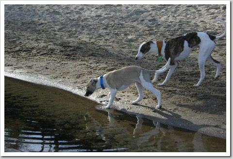 Whippet food guide India