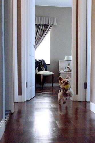 Yorkshire Terrier food guide India