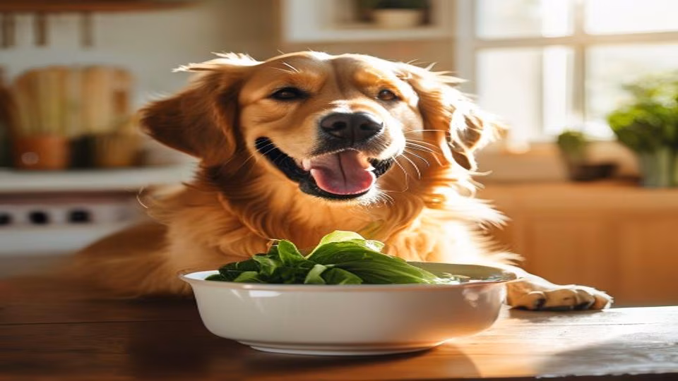 Bok Choy and dog — dogeats.in Indian pet food safety