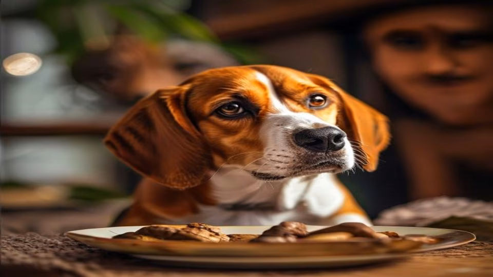 Cassava and dog — dogeats.in Indian pet food safety
