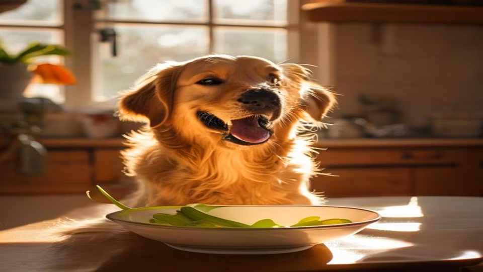 Celery and dog — dogeats.in Indian pet food safety