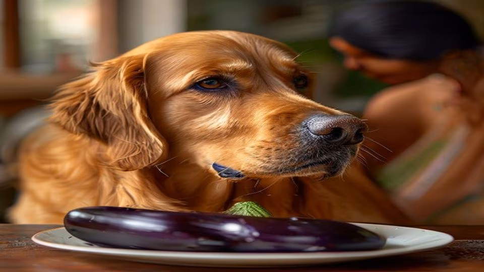 Eggplant and dog — dogeats.in Indian pet food safety