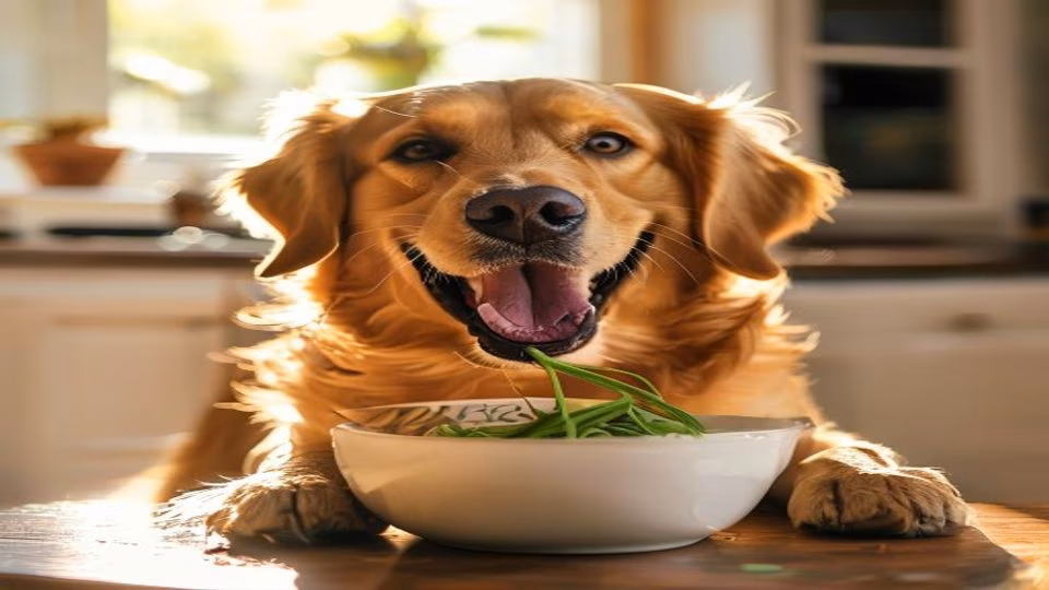 Fennel and dog — dogeats.in Indian pet food safety