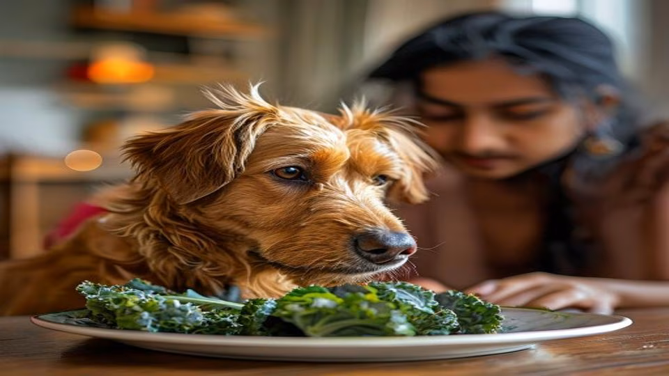 Kale and dog — dogeats.in Indian pet food safety