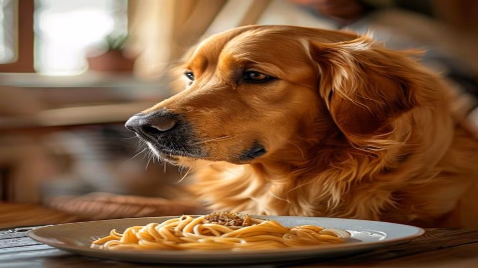 Pasta and dog — dogeats.in Indian pet food safety