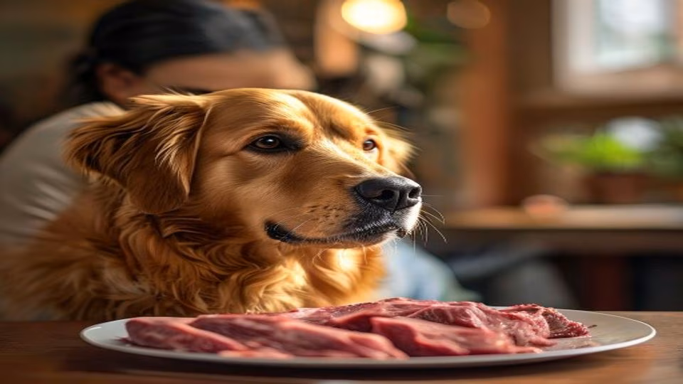 Raw Meat and dog — dogeats.in Indian pet food safety