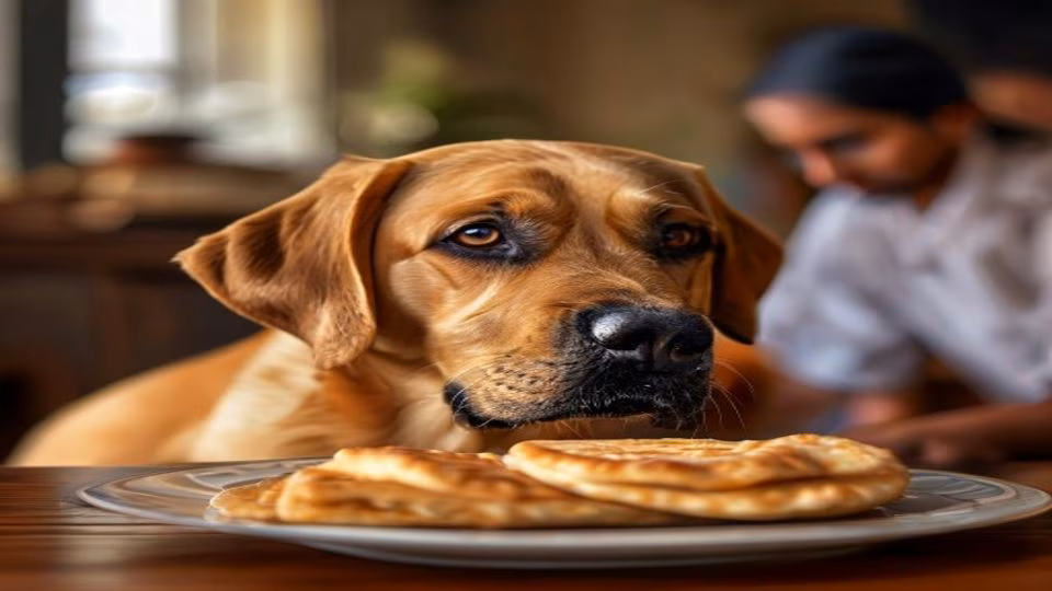 Roti and dog — dogeats.in Indian pet food safety