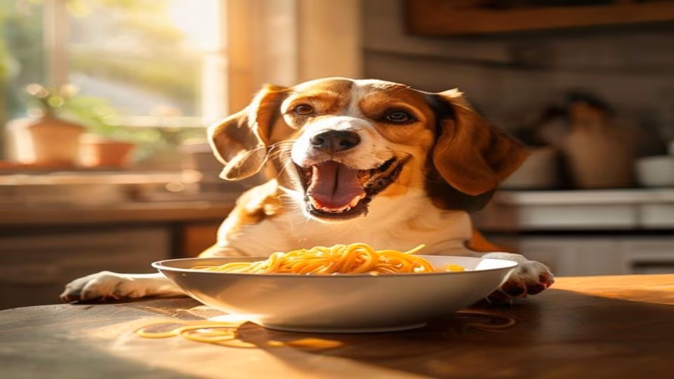 Spaghetti Squash and dog — dogeats.in Indian pet food safety