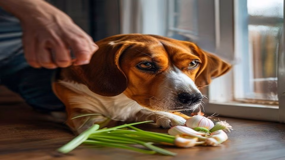 Spring Onion and dog — dogeats.in Indian pet food safety