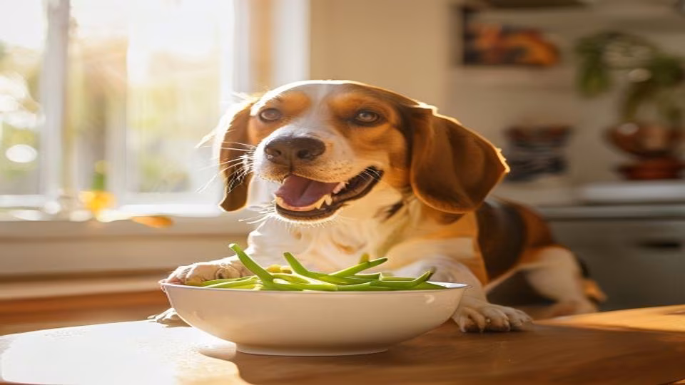 Sugar Snap Peas and dog — dogeats.in Indian pet food safety
