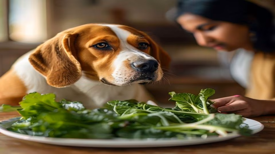 Swiss Chard and dog — dogeats.in Indian pet food safety