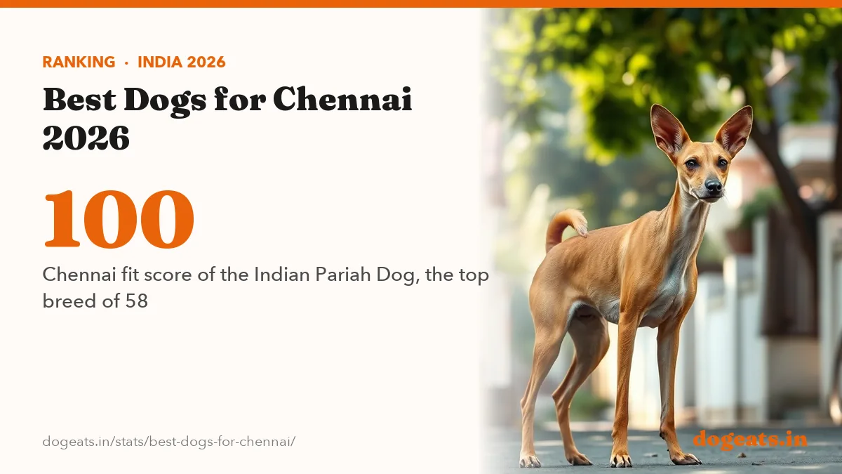 100 Chennai fit score of the Indian Pariah Dog, the top breed of 58