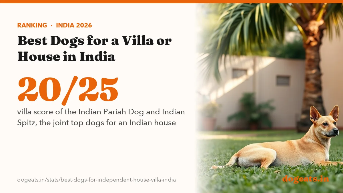 20/25 villa score of the Indian Pariah Dog and Indian Spitz, the joint top dogs for an Indian house