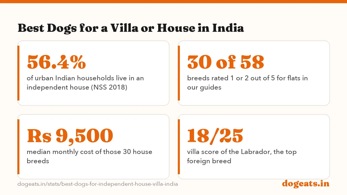 Best Dogs for a Villa or House in India: 20/25 villa score of the Indian Pariah Dog and Indian Spitz, the joint