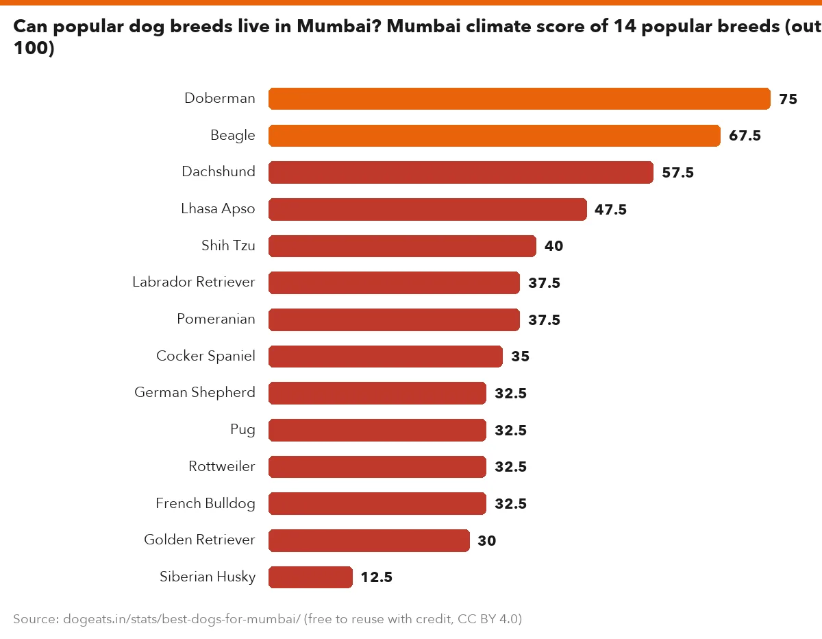 Can popular dog breeds live in Mumbai? Mumbai climate score of 14 popular breeds (out of 100)
