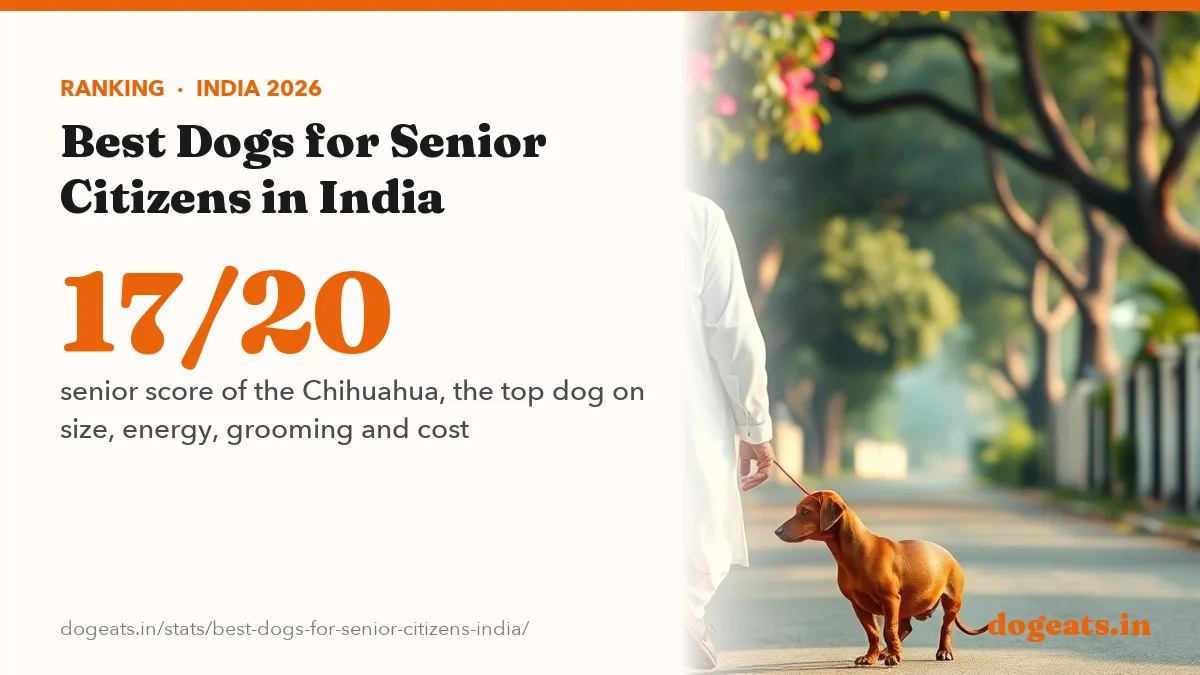 17/20 senior score of the Chihuahua, the top dog on size, energy, grooming and cost