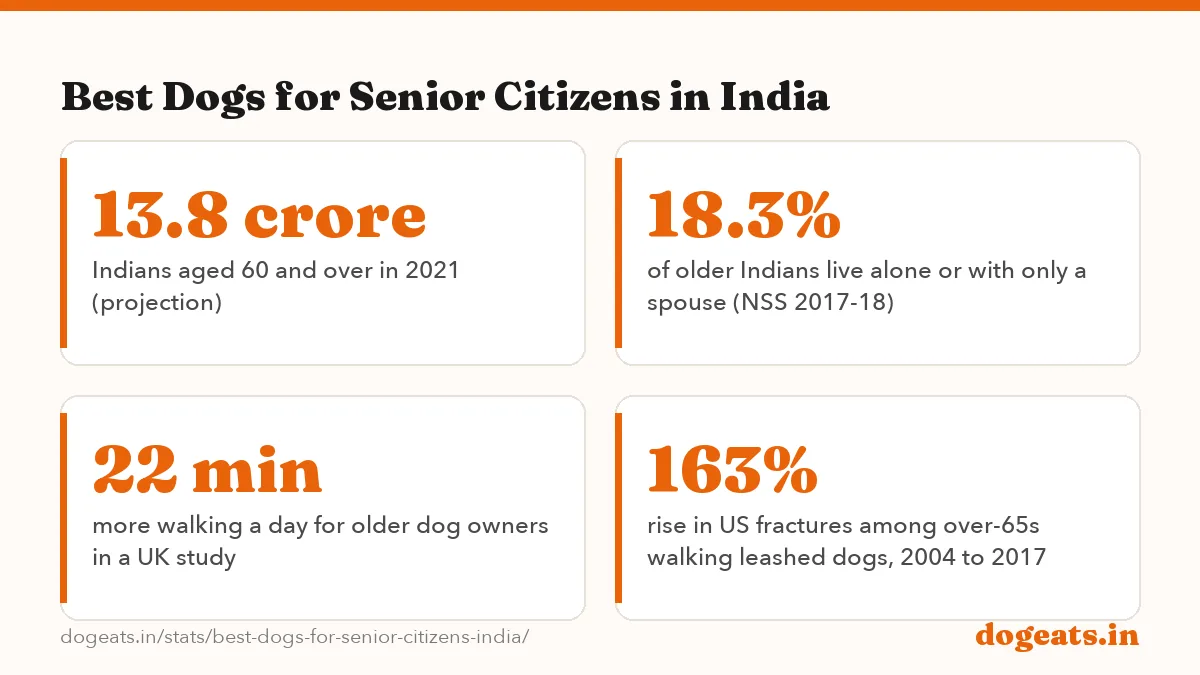 Best Dogs for Senior Citizens in India: 17/20 senior score of the Chihuahua, the top dog on size, energy, grooming and cost