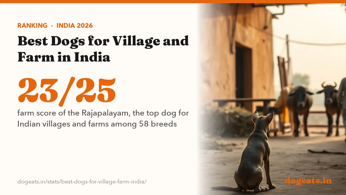23/25 farm score of the Rajapalayam, the top dog for Indian villages and farms among 58 breeds