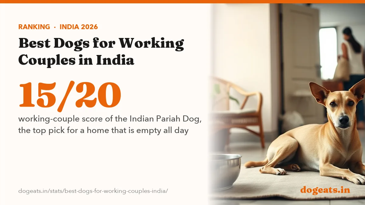 15/20 working-couple score of the Indian Pariah Dog, the top pick for a home that is empty all day