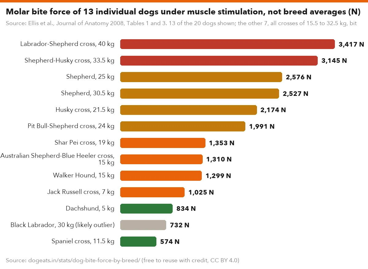 Molar bite force of 13 individual dogs under muscle stimulation, not breed averages (N)