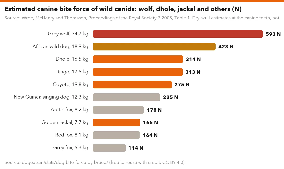 Estimated canine bite force of wild canids: wolf, dhole, jackal and others (N)