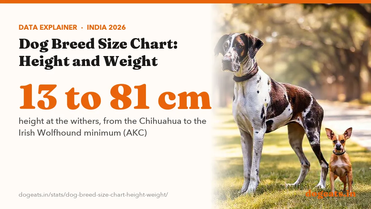 13 to 81 cm height at the withers, from the Chihuahua to the Irish Wolfhound minimum (AKC)
