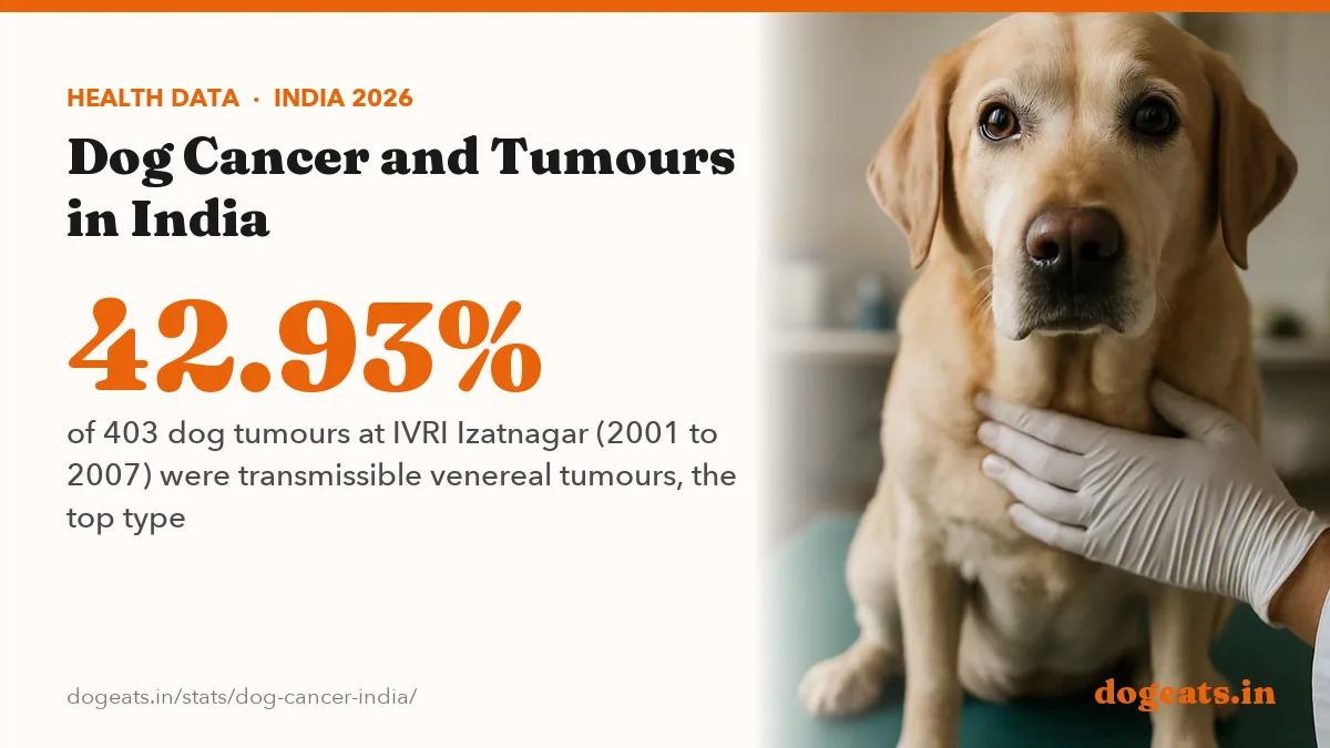 42.93% of 403 dog tumours at IVRI Izatnagar (2001 to 2007) were transmissible venereal tumours, the top type