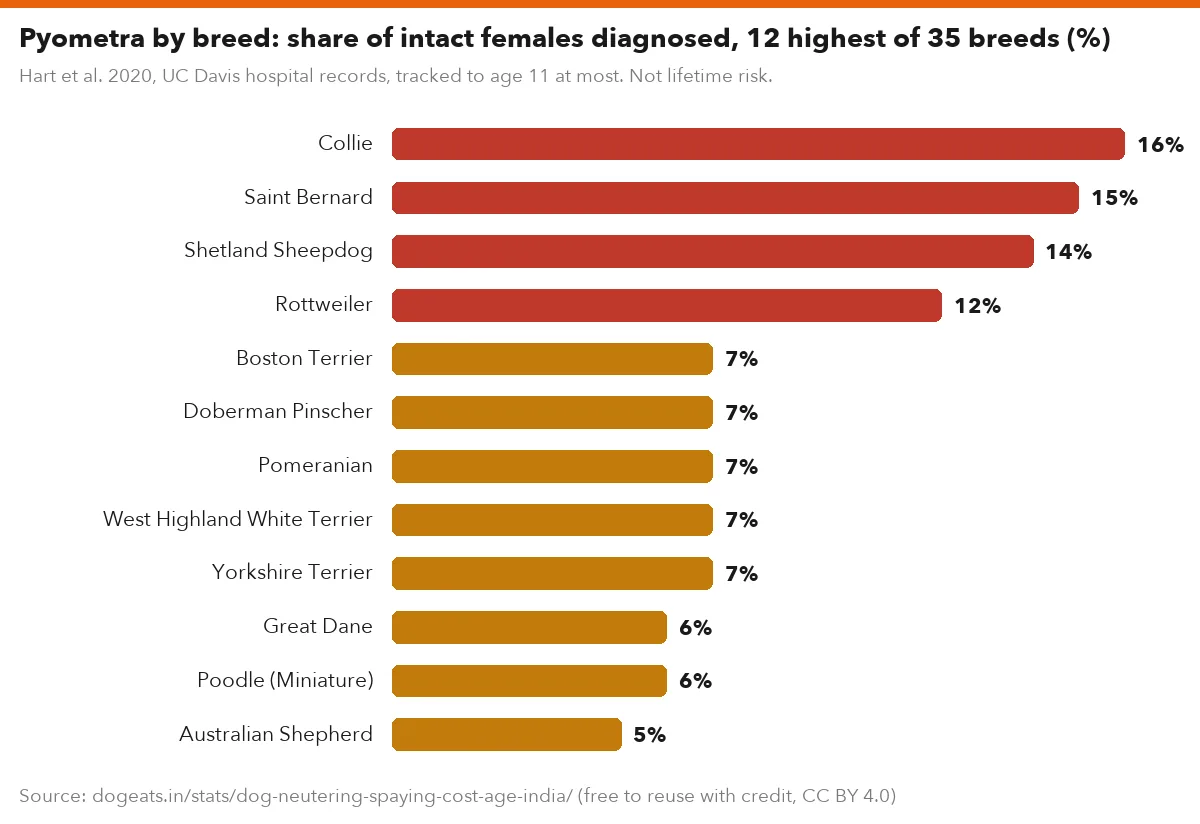 Pyometra by breed: share of intact females diagnosed, 12 highest of 35 breeds (%)