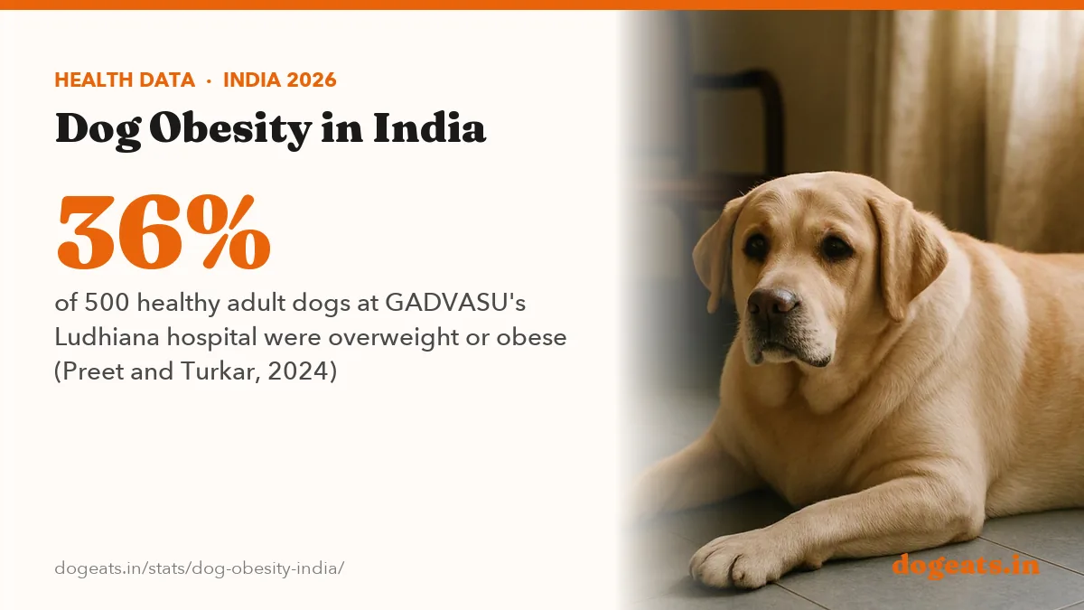 36% of 500 healthy adult dogs at GADVASU's Ludhiana hospital were overweight or obese (Preet and Turkar, 2024)