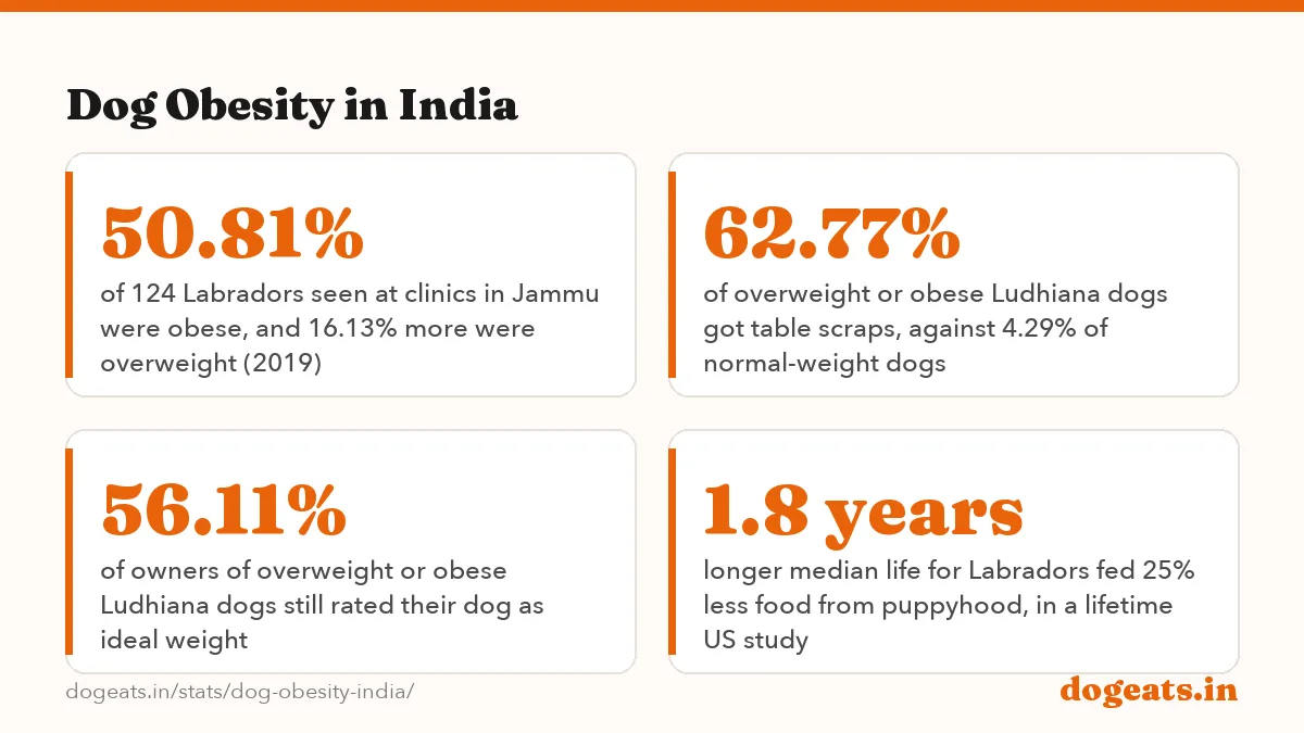 Dog Obesity in India: 36% of 500 healthy adult dogs at GADVASU's Ludhiana hospital were overweight or obese (Preet and Turkar, 2024)