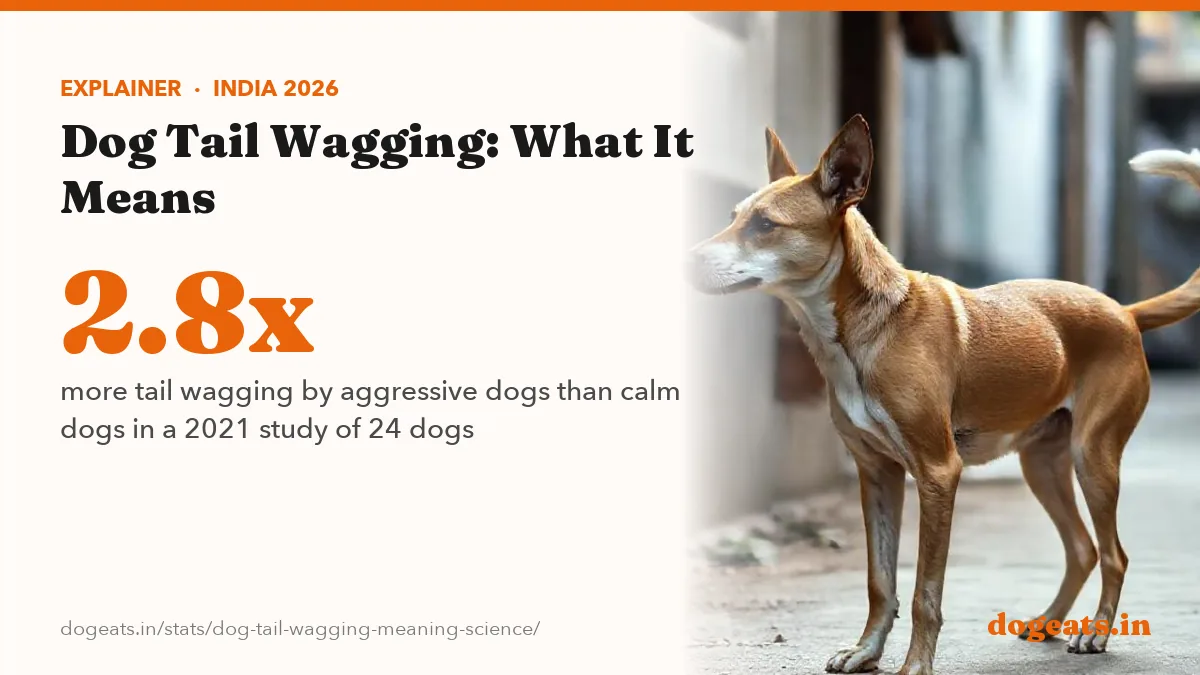 2.8x more tail wagging by aggressive dogs than calm dogs in a 2021 study of 24 dogs