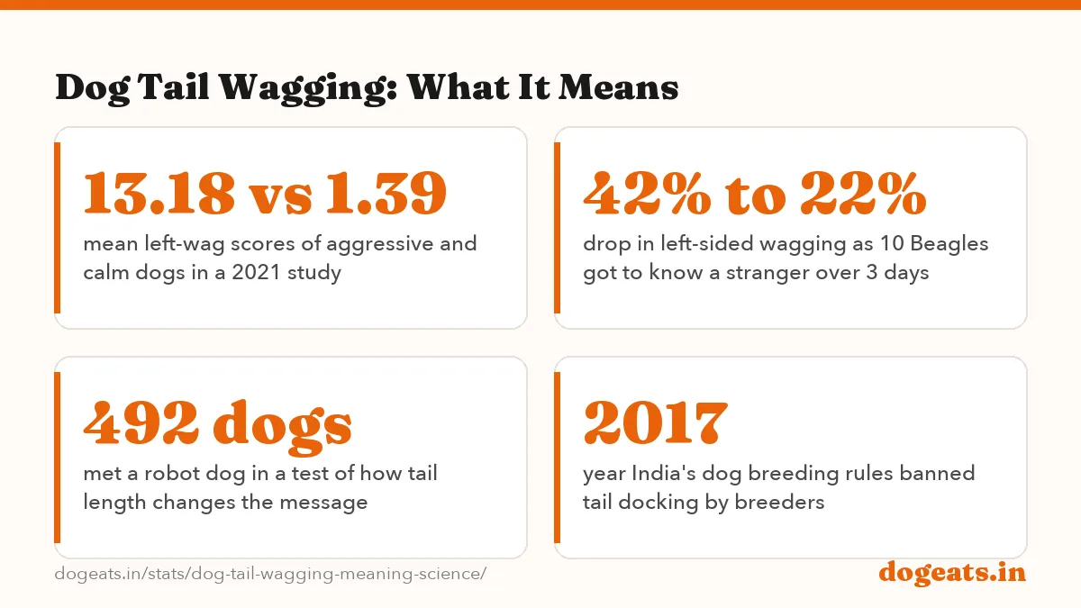 Dog Tail Wagging: What It Means: 2.8x more tail wagging by aggressive dogs than calm dogs in a 2021 study of 24