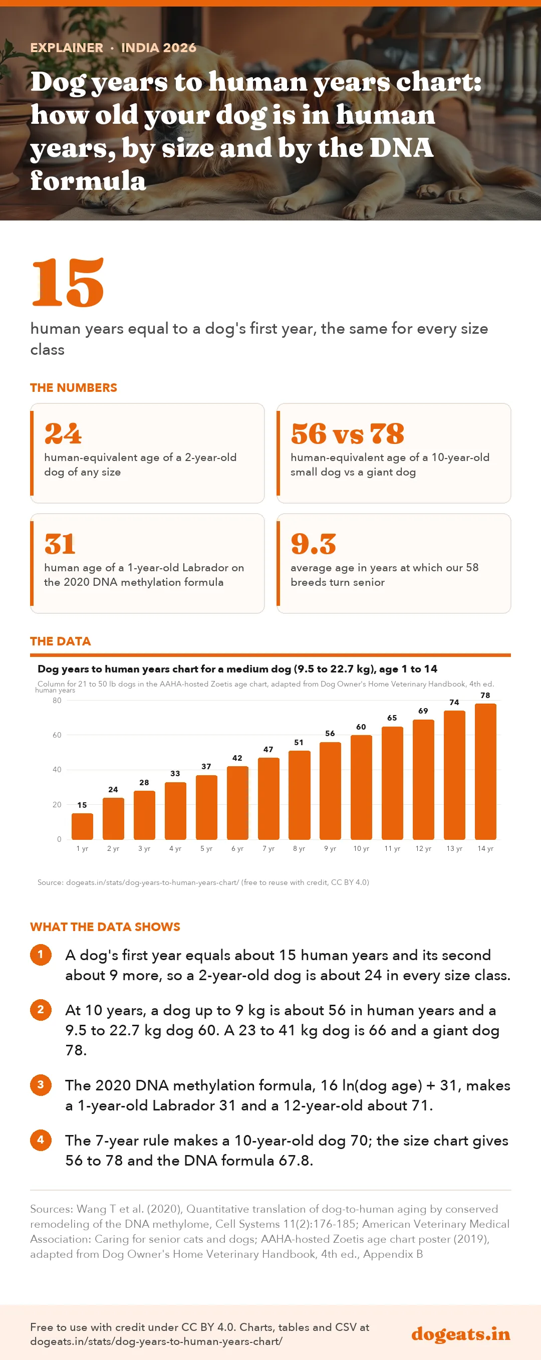 Infographic: Dog years to human years chart: how old your dog is in human years, by size and by the DNA formula