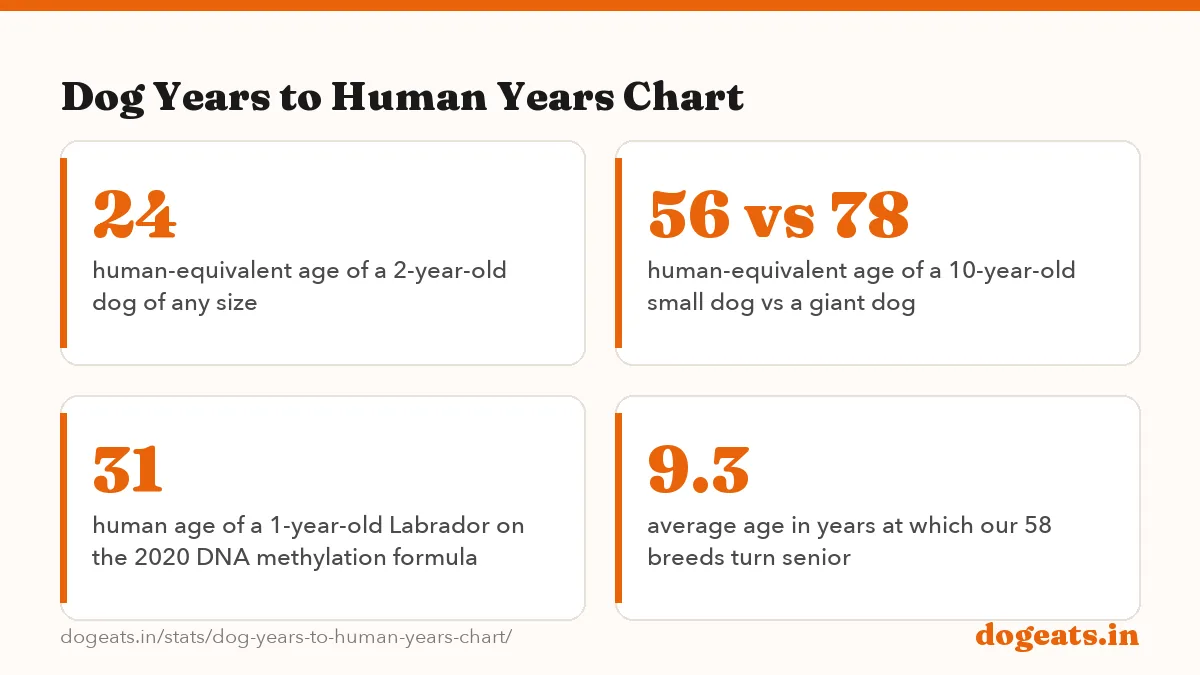 Dog Years to Human Years Chart: 15 human years equal to a dog's first year, the same for every size class