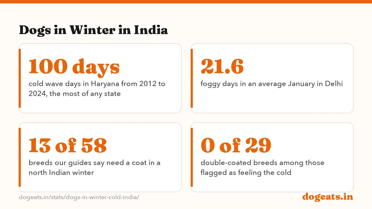 Dogs in Winter in India: 8 of 19 Indian plains cities with a normal January minimum of 10 C or below (IMD