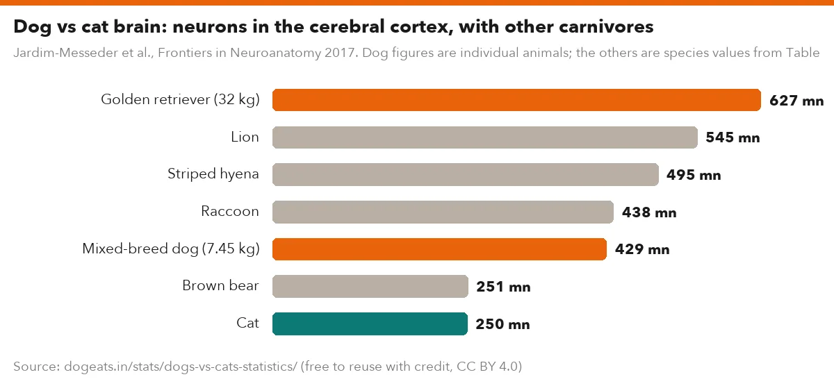 Dog vs cat brain: neurons in the cerebral cortex, with other carnivores