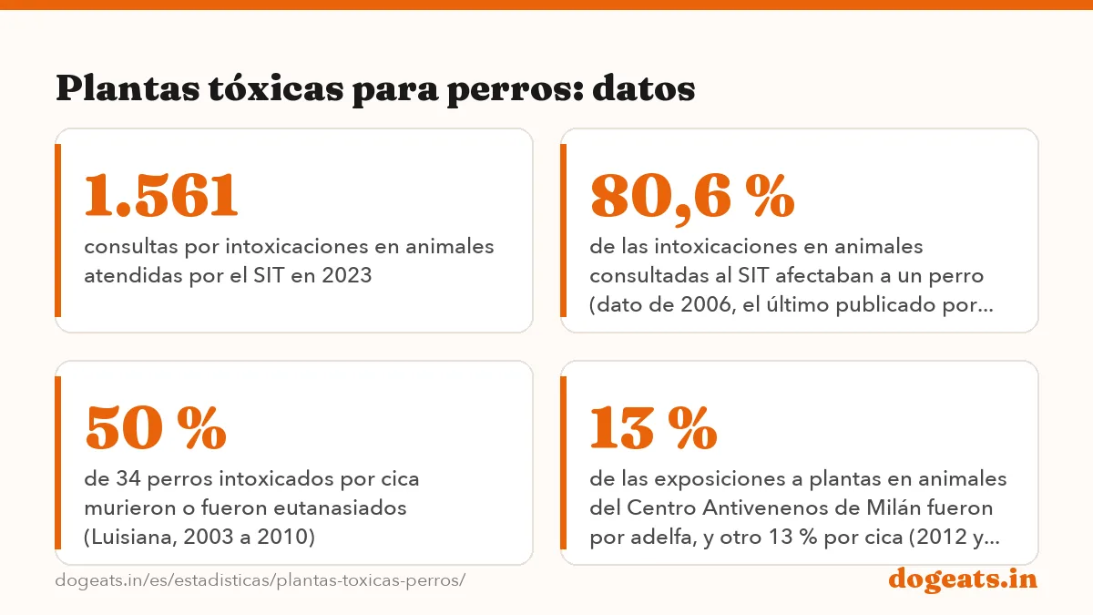 Plantas tóxicas para perros: datos: 3,6 % de las consultas por intoxicaciones en animales al Servicio de Información Toxicológica en 2023 se