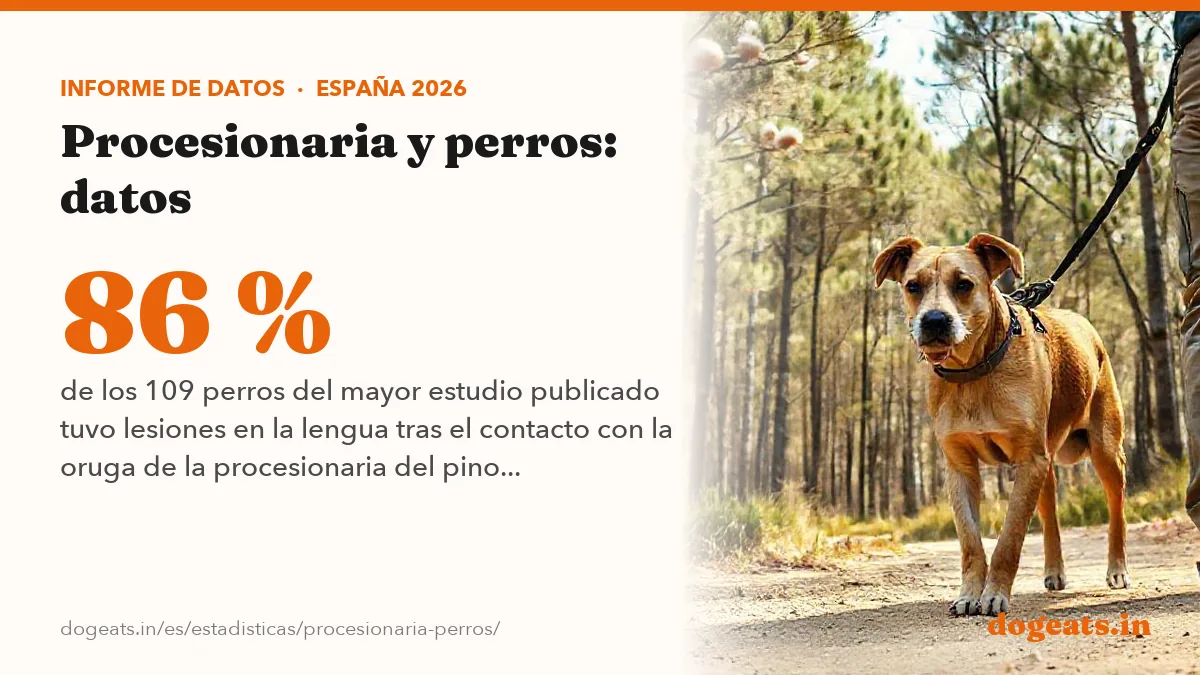 86 % de los 109 perros del mayor estudio publicado tuvo lesiones en la lengua tras el contacto con la oruga de la procesionaria del pino (Pouzot-Nevoret y otros, 2017)