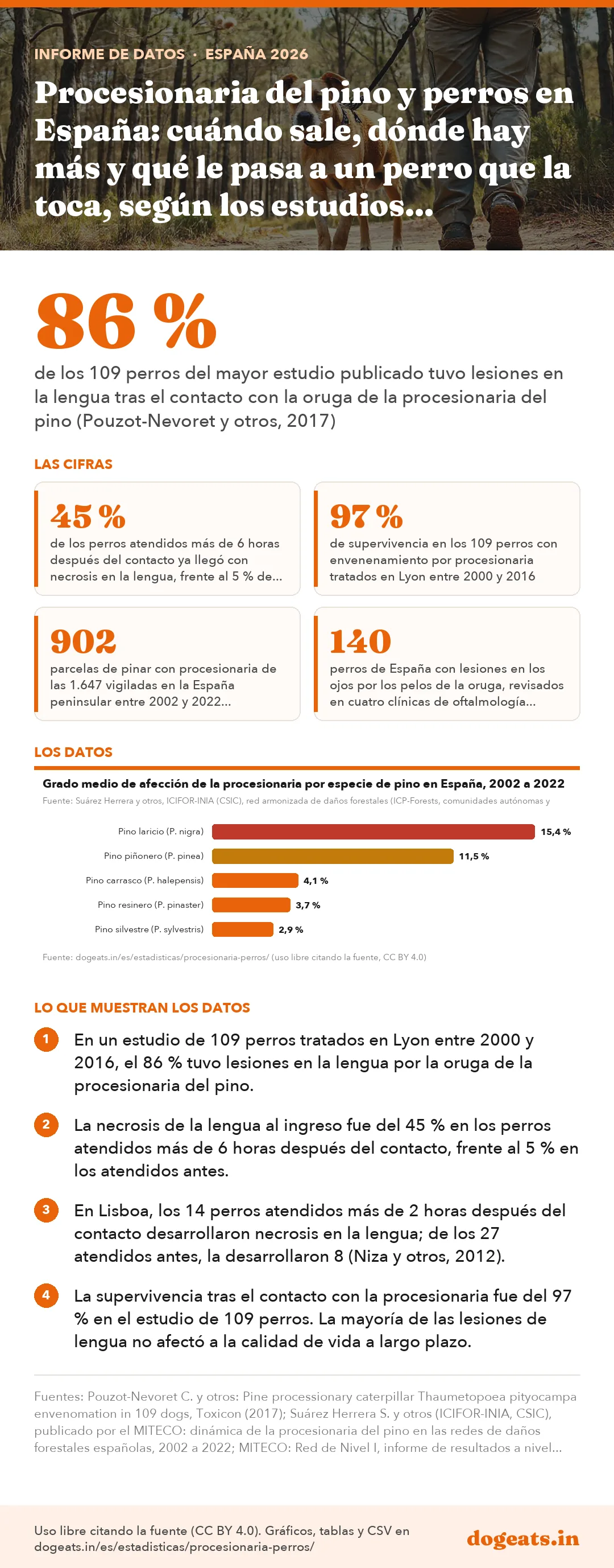 Infograf&iacute;a: Procesionaria del pino y perros en España: cuándo sale, dónde hay más y qué le pasa a un perro que la toca, según los estudios veterinarios