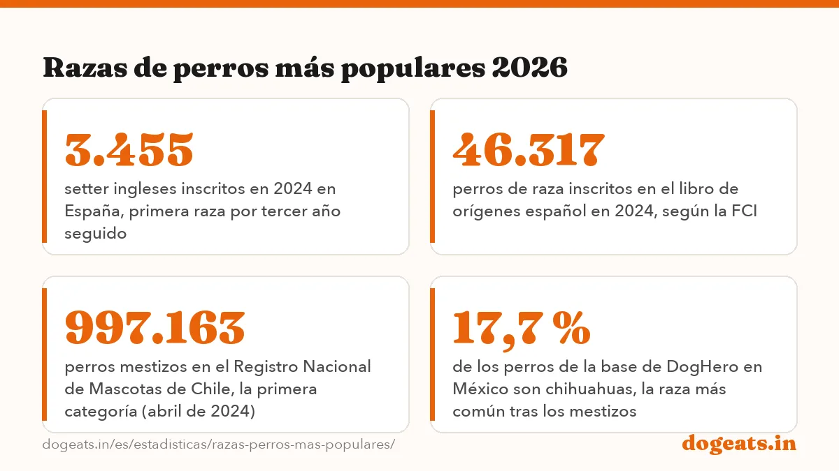 Razas de perros más populares 2026: Setter inglés raza de perro más inscrita en España en 2024, con 3.455 ejemplares (Real Sociedad