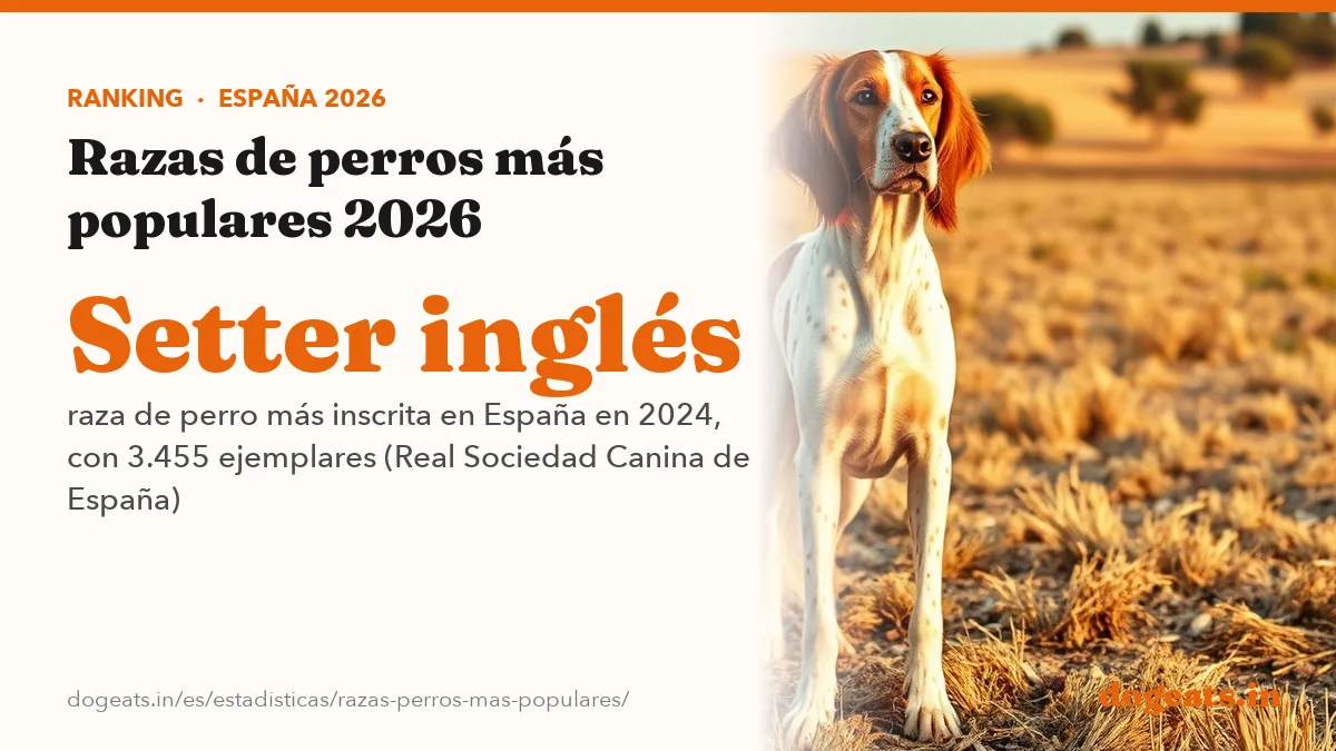 Setter inglés raza de perro más inscrita en España en 2024, con 3.455 ejemplares (Real Sociedad Canina de España)